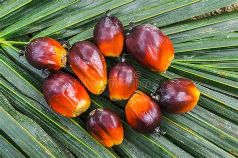 Close Up Palm Oil Seed Stock Photo Image Of Cultivated 100916216