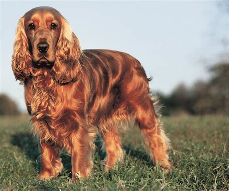 An A To Z Guide To Raise The English Cocker Spaniel 2020 Breeders