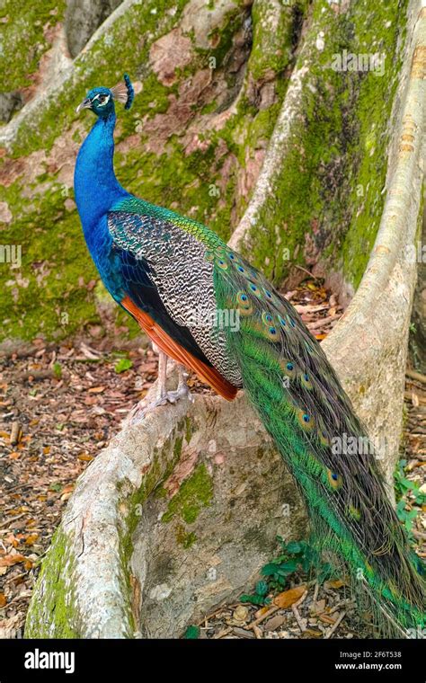 The Indian Peafowl Pavo Cristatus Also Known As The Common Peafowl