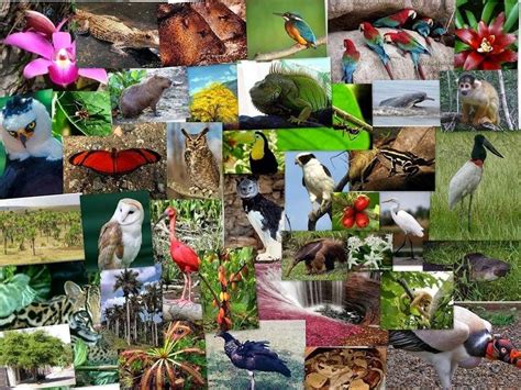 Regiones Naturales Del Ecuador Flora Y Fauna Jugadas Quizizz Hot Sex