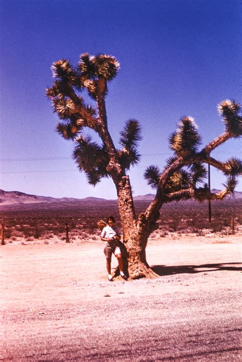 Found Kodachrome Slide Handwritten On Slide “joshua Tree … Flickr