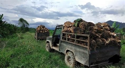 Harga TBS Kelapa Sawit Di Aceh Jaya Jadi 1 810 Perkilogram