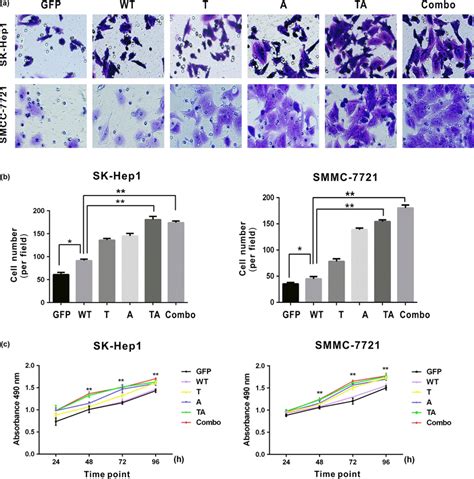 Hbx Mutations T1753v A1762t G1764a And T1768a Promote Migration