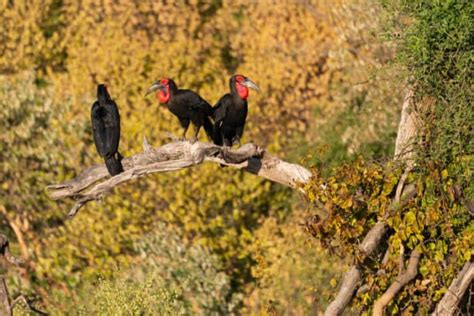 Southern Ground Hornbill Facts - Lifespan, Habitat & Diet