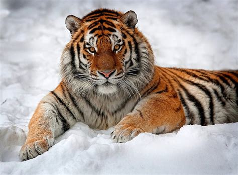 SNOW TIGER, pretty, wonderful, stunning, tiger, bonito, animal, nice, wild, season, HD wallpaper ...