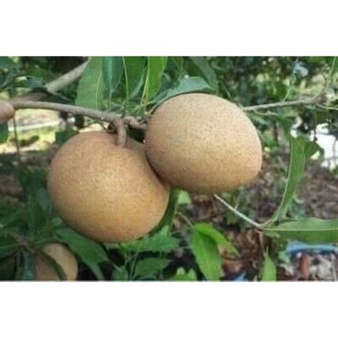 Pokok Ciku Kahwin Vietnam Pearl Buah Besar Pm Sebelum Order Ye