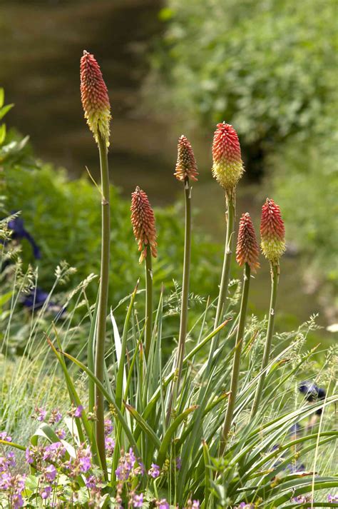 Cómo cultivar y cuidar plantas de póquer al rojo vivo BestHome365