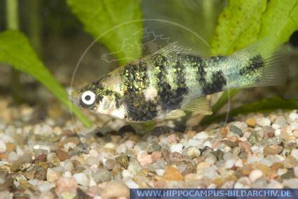 Xiphophorus Helleri MARBLED WHITE BLACK Alias Swordtail Marbled