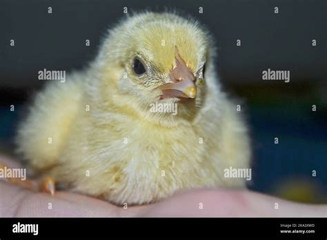 Cute Little Chick From An Incubator Stock Photo Alamy