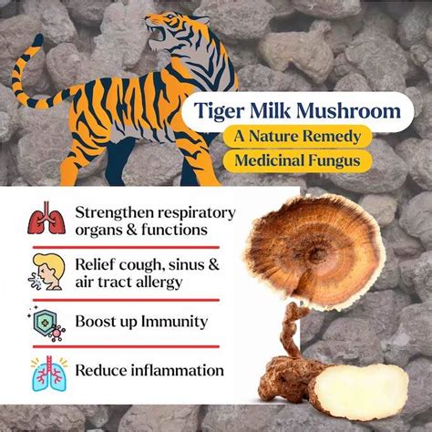 GRUSONN ORGANIC TIGER MILK MUSHROOM POWDER (50G)