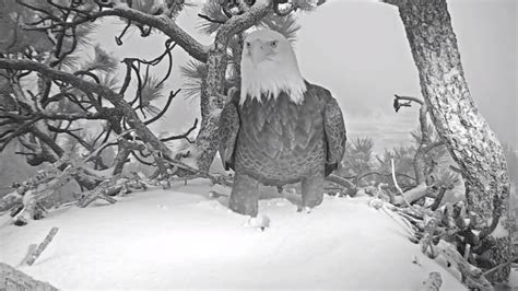 Winter’s Getting Frosty for the Famous Big Bear Bald Eagles – NBC Los ...