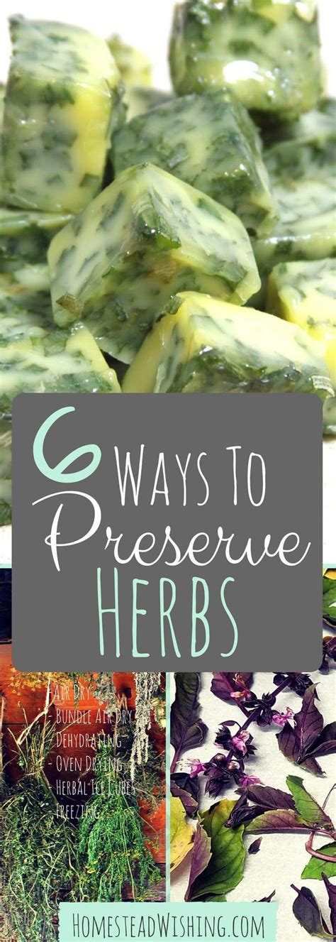 Come See The Basics Of Preserving Herbs 6 Ways To Preserve Herbs