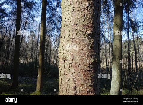 Picea Abies Norway Spruce Bark Stock Photo Alamy