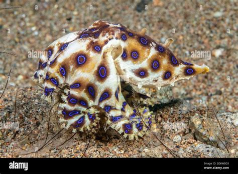 Blue Ringed Octopus Hapalochlaena Lunulata Putting On A Brilliant