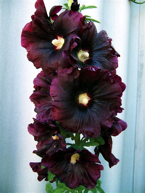 10 Beautifully Dark Blooms To Love Now Beautifulnow