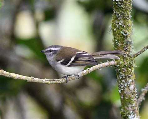 White Banded Tyrannulet Mecocerculus Stictopterus Flickr