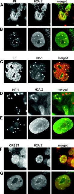 Pericentric Heterochromatin Becomes Enriched With H A Z During Early