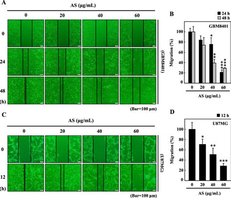 As Suppresses The Migration Of Gbm And U Mg Cells For Or