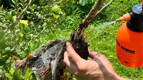 Cómo hacer un acodo aéreo y clonar cualquier árbol frutal proceso