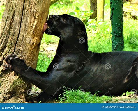 Black puma stock image. Image of amazing, puma, closeup - 142804795