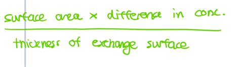 Biology Module 3 Exchange Surfaces Flashcards Quizlet