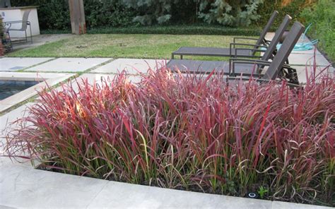 Japanese Bloodgrass - David Rolston Landscape Architects - Residential ...