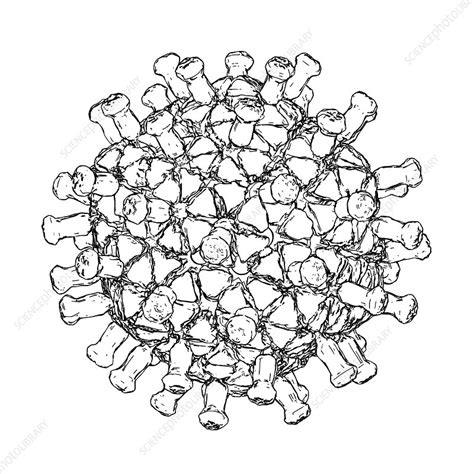 Rotavirus Particle Illustration Stock Image C Science