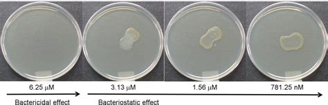 Figure 1 From Comparative Proteome Analysis Of Celastrol Treated