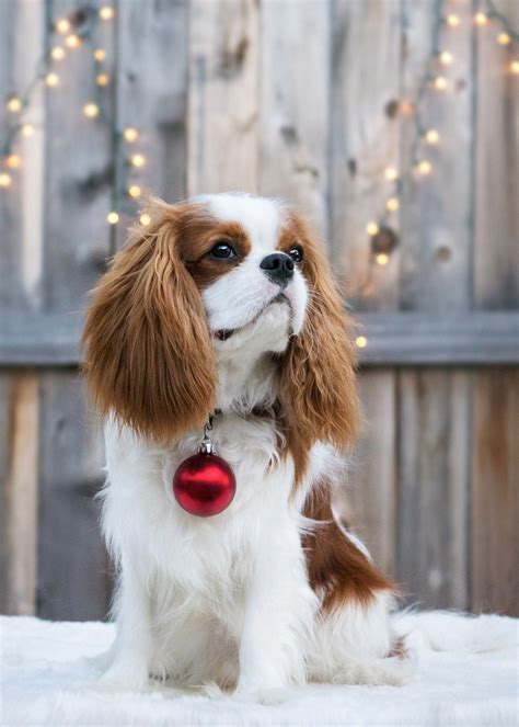 Más información sobre Cute Cavalier King Charles Spaniel Grooming # ...