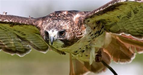 Cornish Birds Of Prey Centre Day Out With The Kids