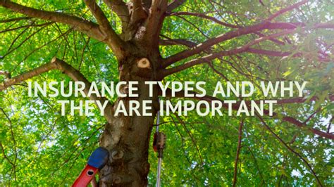 Why Certificates Of Insurance Matter When Choosing A Tree Company