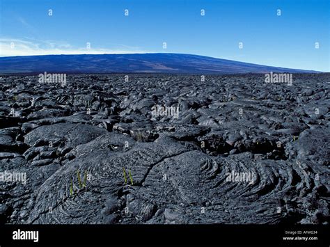 Pahoehoe lava flow and Mauna Loa a shield type volcano from Saddle ...