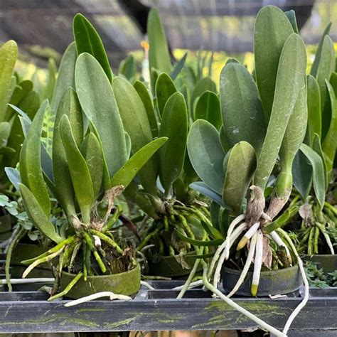 Cattleya Rlc SongKwae Charming 100 Seedlings AmThai Orchids Online