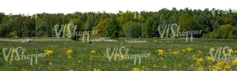 Cut Out Background With Meadow And Forest Vishopper