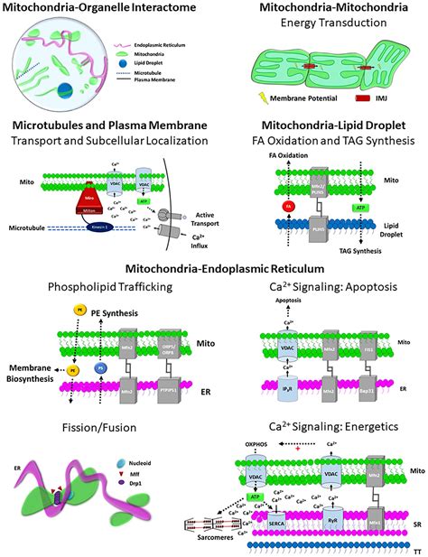 Frontiers The Functional Impact Of Mitochondrial Structure Across