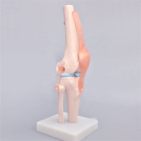 Life Size Human Knee Joint Model Plastic Knee Joint Model Anatomical