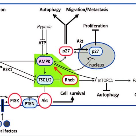 Signaling Network Connecting Rheb And AMPK The Ras Raf MEK ErK Pathway