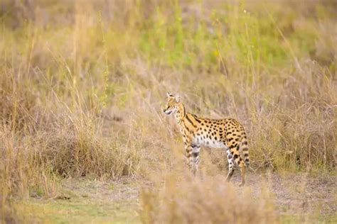 Serval Cat - Speed, Habitat & Diet of Africa’s Wildest Cat