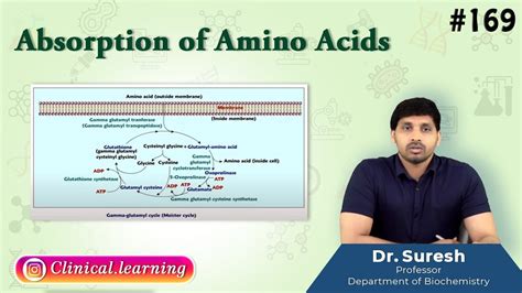 169 Absorption Of Amino Acids Youtube