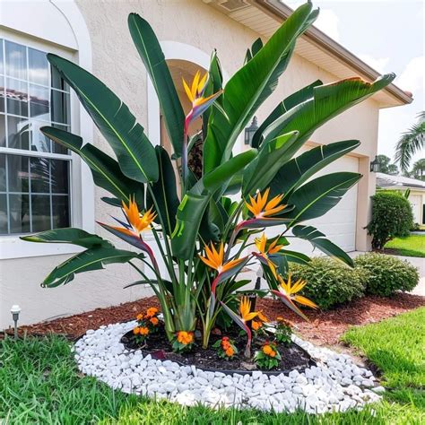 Oiseau De Paradis Strelitzia Reginae Exotique Et Saisissante Cette