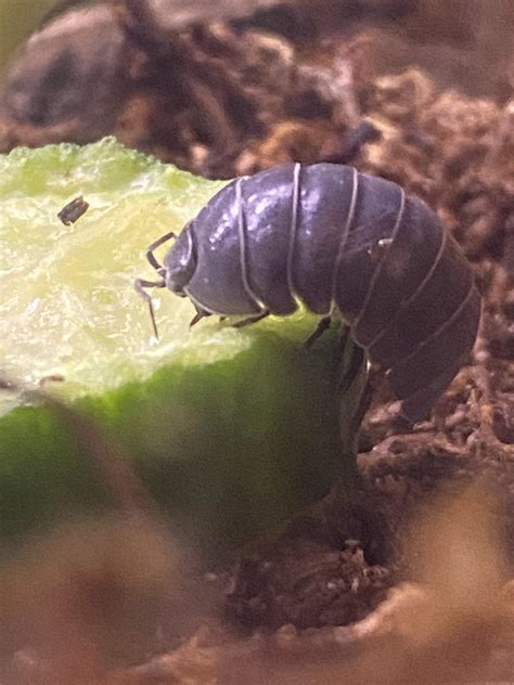 The size of this isopod is absurd : r/mildlyinteresting