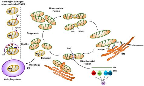 Ijms Free Full Text Mitochondrial Dynamics In Stem Cells And