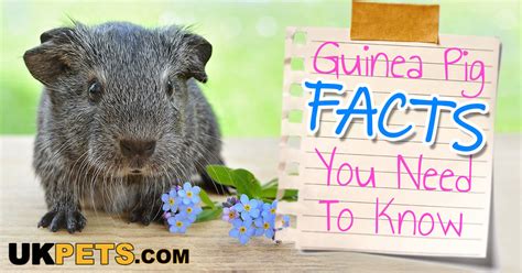 20 Fascinating Facts About Guinea Pigs Uk Pets