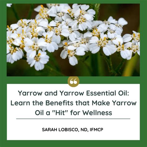 The Many Wellness Benefits Of Yarrow Achillea Millefolium Essential