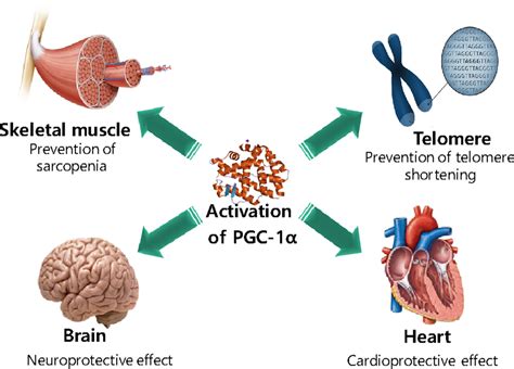 PGC1α a potential therapeutic target against kidney aging Lee