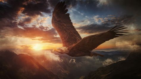 Animal Bald Eagle 4K HD Animals Wallpapers | HD Wallpapers | ID #33790