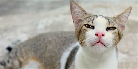 Bordetella Nei Gatti Cause Sintomi E Trattamento Cats