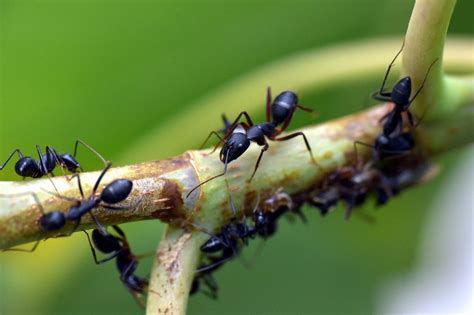 Se Debarrasser Des Fourmis Dans Le Jardin De Mani Re Naturelle Tresor