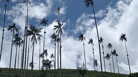 Tur Til Salento Og Cocora Dalen Fra Pereira Eller Armenien GetYourGuide