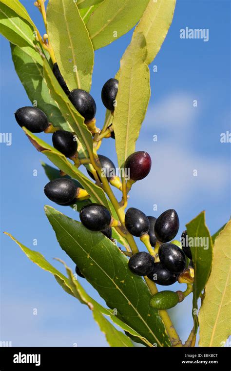 Sweet Bay Laurel Bay Tree Sweet Bay Laurus Nobilis Les Fruits Sur